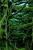 Alexia Mellups (AStarIsEarned) > Moss Covered Forest, Chiniak, Kodiak