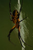 Alexia Mellups (AStarIsEarned) > Spider with Yellow and Black markings, Zig Zag Web >  Spider_109 e1 WEB