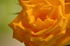 Alexia Mellups (AStarIsEarned) > Blooms - Portfolio in Progress >  Yellow Roses002