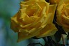 Alexia Mellups (AStarIsEarned) > Blooms - Portfolio in Progress >  Yellow Roses026