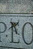 Spiders and Flowers : Graves of Dallas and Harry Ewing
and a Spurrier grave in Frederick, MD
spider on headstone

Nikon D70