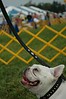 Alexia Mellups (AStarIsEarned) > Smiling Bulldog, Dominion Kennel Club Dog Show, Virginia.