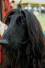 Alexia Mellups (AStarIsEarned) > Afghan Hound, Dominion Kennel Club Dog Show, Virginia.