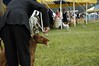 In the Show Ring at the Old Dominion Kennel Club Dog Show : October 2004

Pictures from the Old Dominion Kennel Club Dog Show in October 2004 outside of Leesburg Virginia

Nikon D70