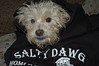 Alexia Mellups (AStarIsEarned) > Tricksi is a Salty Dawg photo