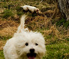 Alexia Mellups (AStarIsEarned) > Playing with Dante, July 4th 06 photo
