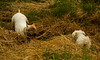 Alexia Mellups (AStarIsEarned) > This is a before mud shot.
See -  They're supposed to be white!!
Big Dog Little Dog