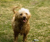 Alexia Mellups (AStarIsEarned) > Playing with Dante, July 4th 06 photo