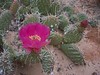 Alexia Mellups (AStarIsEarned) > Cactus Bloom in Capitol Reef
Capitol Reef National Park, Utah
May 2004

resized for submission