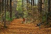 Alexia Mellups (AStarIsEarned) > Virginia Fall Color, Vienna, Virginia.