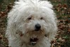 Bolognese Siblings Reunited for Christmas : pets Bichon Bolognese dogs christmas jingle-bells puppies