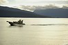 Alexia Mellups (AStarIsEarned) > Boat and it's Wake in Calm Water, Homer, Alaska.