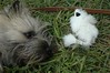 Alexia Mellups (AStarIsEarned) > Dominion Kennel Club Dog Show, Virginia.