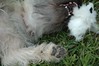 Alexia Mellups (AStarIsEarned) > Dominion Kennel Club Dog Show, Virginia.