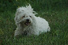 Alexia Mellups (AStarIsEarned) > Walk with the Dogs Rosemont Park - July 1st photo