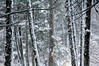 Snowy Forest
Homer Alaska