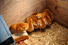 Alexia Mellups (AStarIsEarned) > The Chicks, Dogs and I in Coop photo