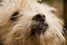 Alexia Mellups (AStarIsEarned) > The Chicks, Dogs and I in Coop photo