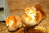 Alexia Mellups (AStarIsEarned) > The Chicks, Dogs and I in Coop photo