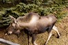 Alexia Mellups (AStarIsEarned) > Moose in the Yard >  Moose 1101EastEnd-14 AdolescByStairs WEB