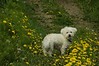Alexia Mellups (AStarIsEarned) > My boy Tyche in the Daisies!