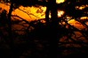 Alexia Mellups (AStarIsEarned) > Sunset at Gambrill State Park, Maryland photo