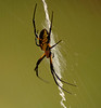 Alexia Mellups (AStarIsEarned) > Spider with Yellow and Black markings, Zig Zag Web >  Spider_079 e1c1 WEB