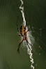 Alexia Mellups (AStarIsEarned) > Spider with Yellow and Black markings, Zig Zag Web >  Spider_135 e2 WEB