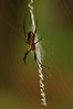 Alexia Mellups (AStarIsEarned) > Spider with Yellow and Black markings, Zig Zag Web >  Spider_107 e1 WEB