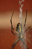 Alexia Mellups (AStarIsEarned) > Spider with Yellow and Black markings, Zig Zag Web >  Spider_165 e1 WEB