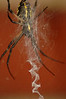Alexia Mellups (AStarIsEarned) > Spider with Yellow and Black markings, Zig Zag Web >  Spider_161 e1 WEB