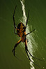 Alexia Mellups (AStarIsEarned) > Spider with Yellow and Black markings, Zig Zag Web >  Spider_101 e1 tr1 jpgWEB