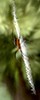 Alexia Mellups (AStarIsEarned) > Spider with Yellow and Black markings, Zig Zag Web >  Spider_075 e1c1 WEB