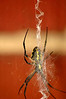Alexia Mellups (AStarIsEarned) > Spider with Yellow and Black markings, Zig Zag Web >  Spider_169 e1 WEB