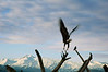 Alexia Mellups (AStarIsEarned) > Alaska Portfolio >  Fly Eagle Spit 032306 e2 sm