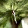 Alexia Mellups (AStarIsEarned) > Spider with Yellow and Black markings, Zig Zag Web >  Spider_075 e2c1 WEB