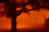 Alexia Mellups (AStarIsEarned) > Foggy Night Frederick >  Foggy Night Frederick_0002 web