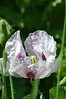 Flowers and Fauna : 