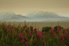 Alexia Mellups (AStarIsEarned) > Landscapes and Vistas >  Smoke Haze and Fireweeds009