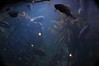Sewerd SeaLife Center : 