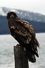 Alexia Mellups (AStarIsEarned) > Adolescent Bald Eagle, Homer Spit in Homer Alaska
Alaska Eagle eagles bald Wildlife Birds landing