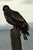 Alexia Mellups (AStarIsEarned) > Adolescent Bald Eagle, Homer Spit in Homer Alaska