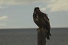 Alexia Mellups (AStarIsEarned) > Adolescent Bald Eagle, Homer Spit in Homer Alaska