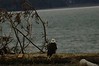 Alexia Mellups (AStarIsEarned) > Adult Bald Eagle, Homer Spit in Homer Alaska