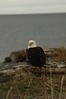 Alexia Mellups (AStarIsEarned) > Adult Bald Eagle, Homer Spit in Homer Alaska