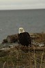 Alexia Mellups (AStarIsEarned) > Adult Bald Eagle, Homer Spit in Homer Alaska
