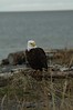 Alexia Mellups (AStarIsEarned) > Adult Bald Eagle, Homer Spit in Homer Alaska