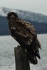 Alexia Mellups (AStarIsEarned) > Adolescent Bald Eagle, Homer Spit in Homer Alaska