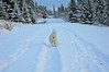 Alexia Mellups (AStarIsEarned) > Snowshoe on Christmas Eve >  Snowshoe Walk wDogs 12 24 05-021_edited-1