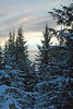 Alexia Mellups (AStarIsEarned) > Snowshoe on Christmas Eve >  Snowshoe Walk wDogs 12 24 05-029_edited-1